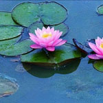 Great Art: Water Lilies of Monet: The Magic of Water and Light