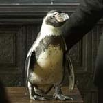 The Penguin Lessons